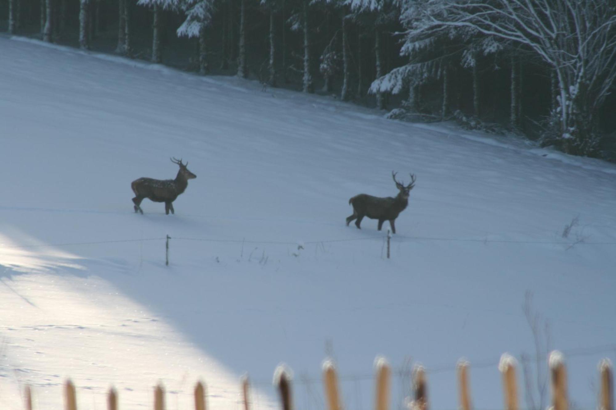Chambres D'Hotes Les Trappeurs Silence & Nature Tenneville ภายนอก รูปภาพ